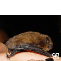 گونه خفاش لب‌ کوتاه Common Pipistrelle 